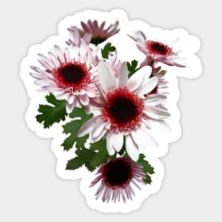 Chrysanthemums - Light Pink Mums With Dark Pink Center Sticker